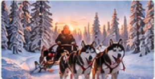 Sanie trasa de caini husky prin padure