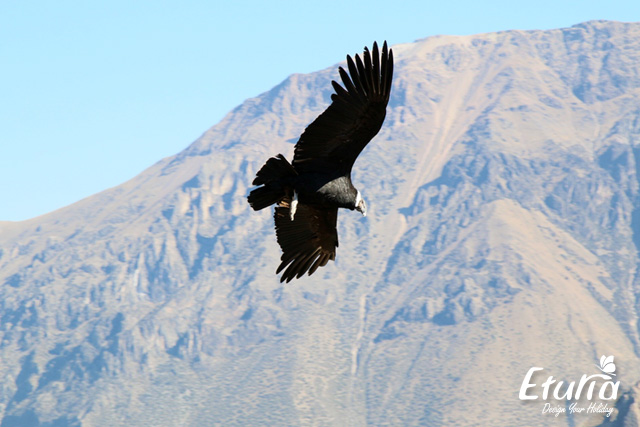 Condor Peru