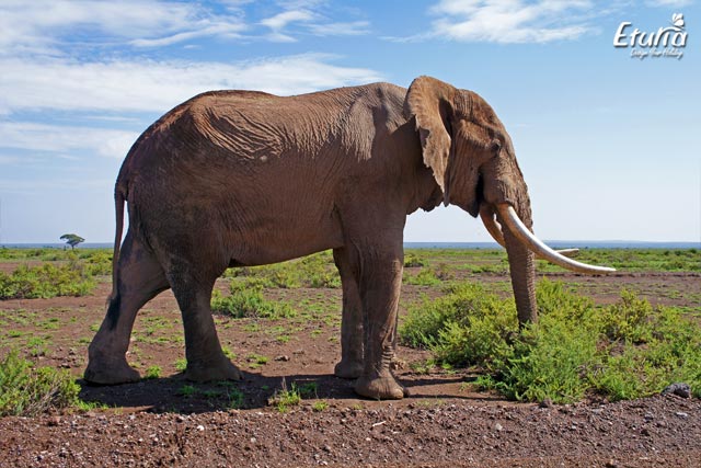 Elefant in Parcul National Amboseli, Kenya.