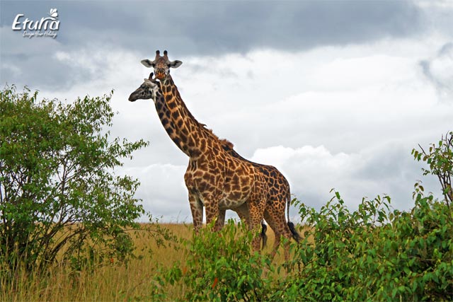 Girafe in Maasai Mara, Kenya