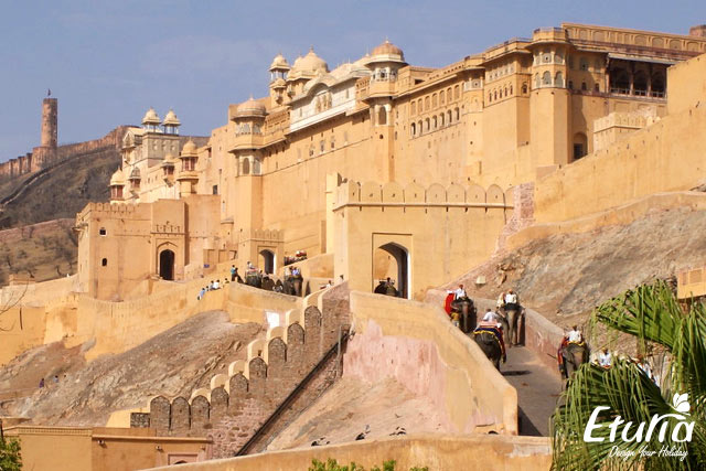 Fortul Amber India