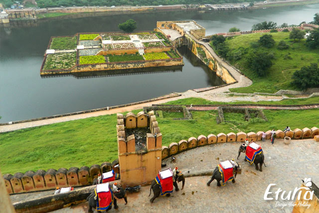 Fortul Amber India