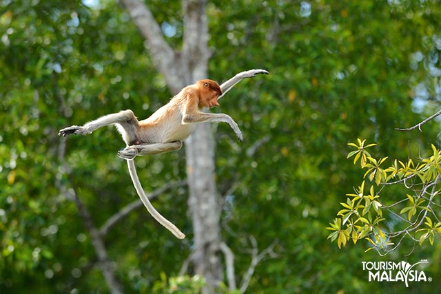 Maimuta Proboscis - Sabah, Malaezia