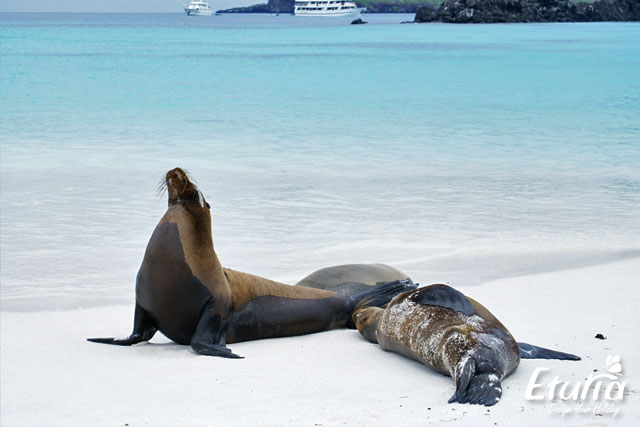 Lei de mare Galapagos