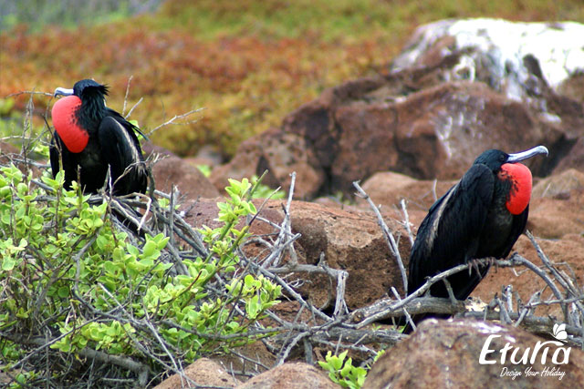 Albatrosi Galapagos