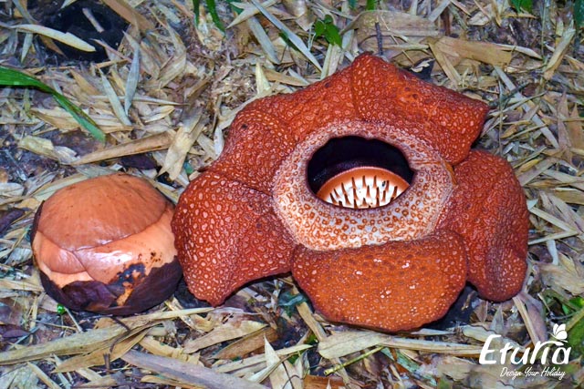 Floare Rafflesia