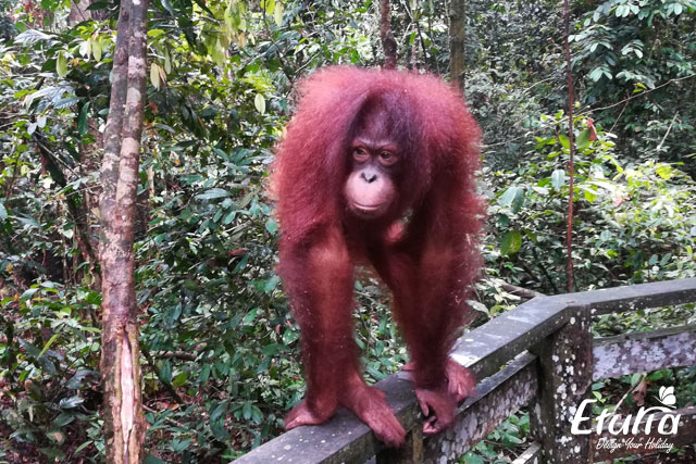 Urangutan Borneo
