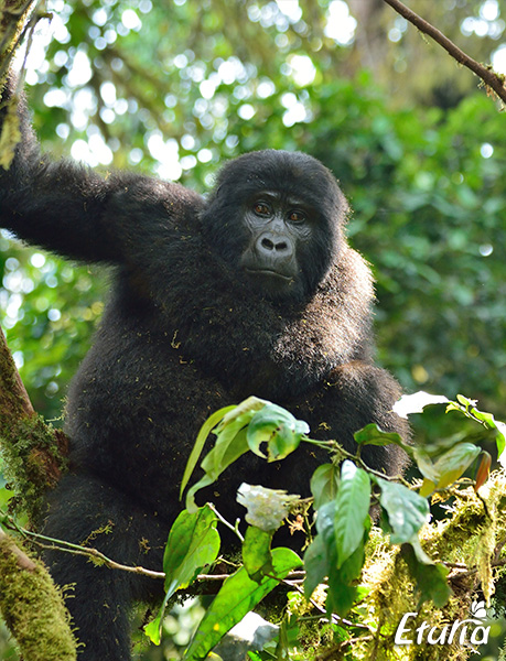 uganda-gorilla