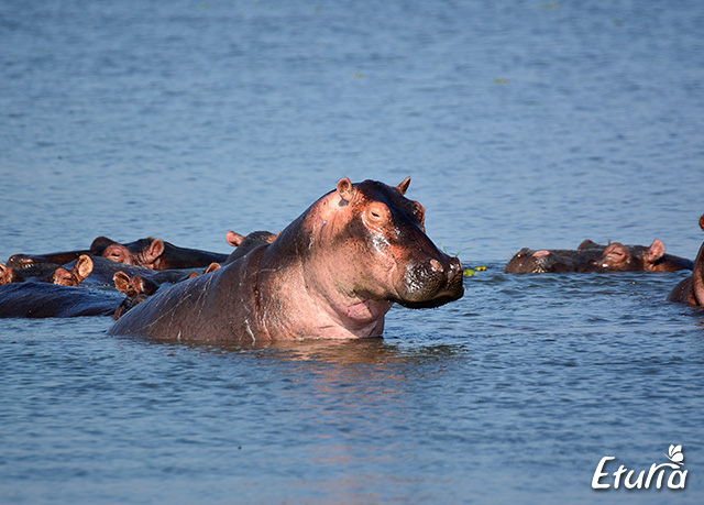 uganda-hippo
