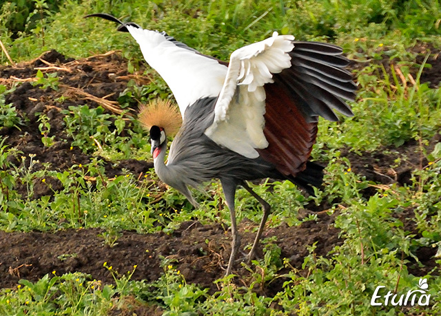 uganda-birds