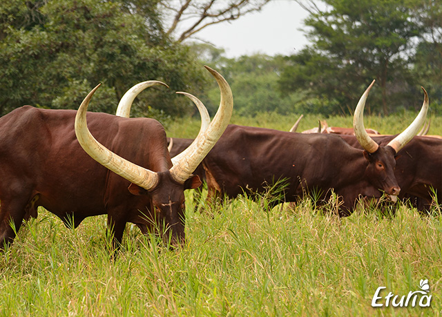 uganda-ankole-cows