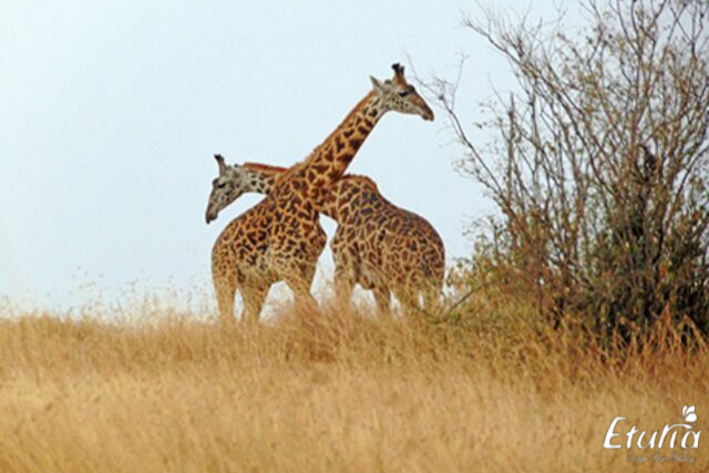 girafe in kenya