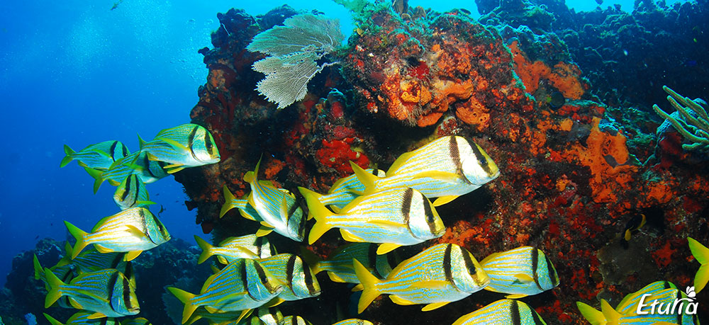 Sporturi subacvatice in Cancun