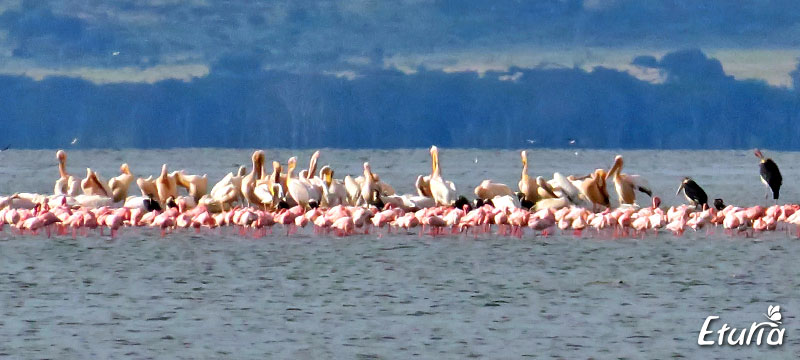 Fauna Lacul Nakuru Kenya