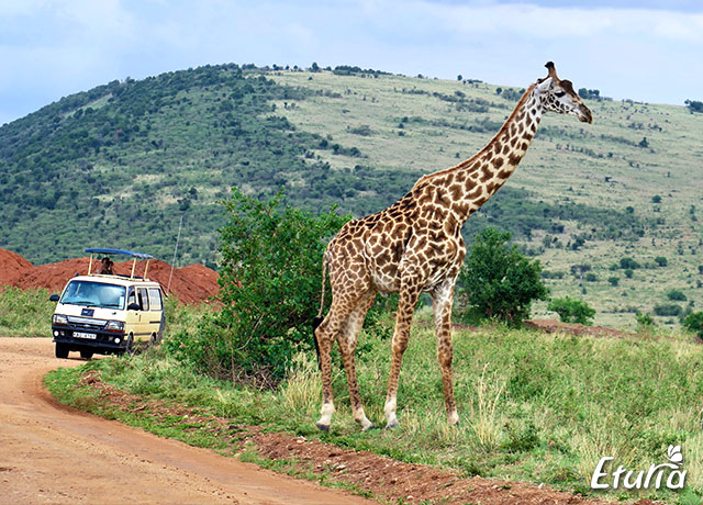 Safari In Parcul National Masai Mara