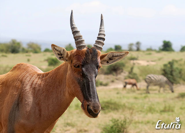 Antilopa in Masai Mara