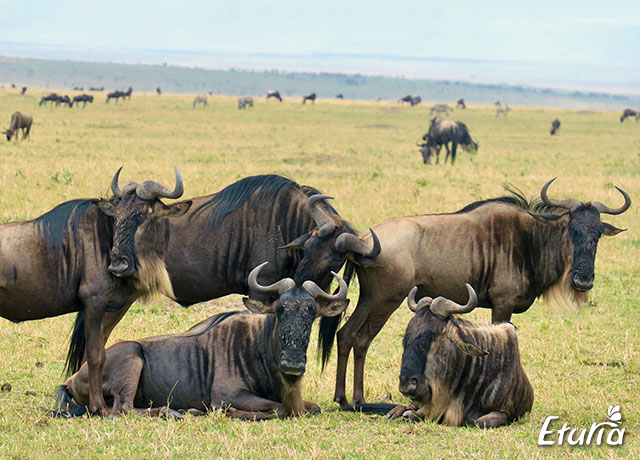 Antilope Gnu in Masai Mara
