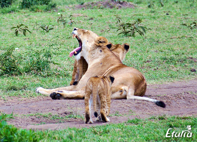 Lei in Masai Mara