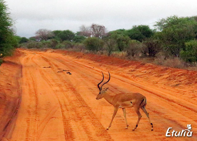 Antilopa Safari Tsavo Est