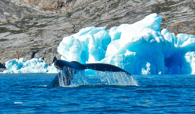 balene-Groenlanda