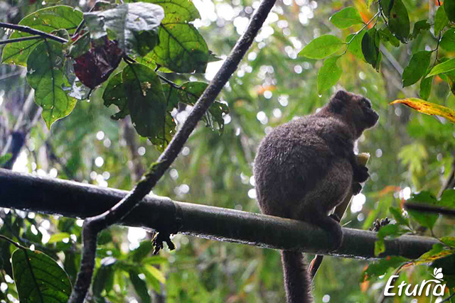Lemur in Parcul National Ranomafana