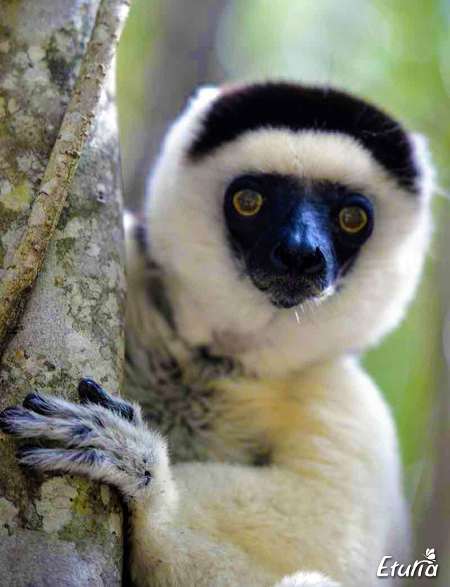 Lemur in Parcul National Zombitse