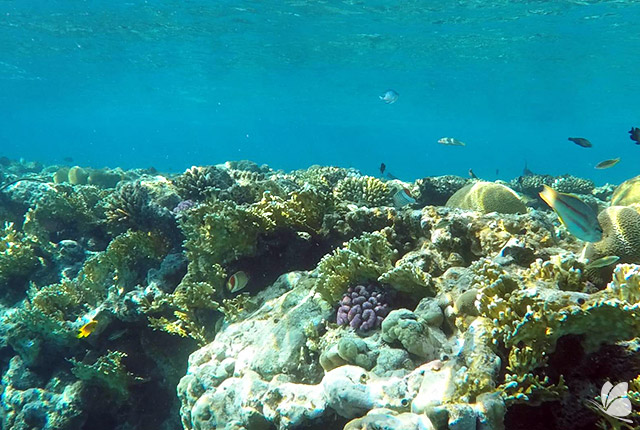 Reciful de corali din Eilat