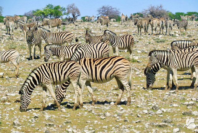 Zebre in Parcul National Etosha