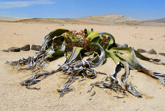 Welwitschia, planta-simbol a Namibiei